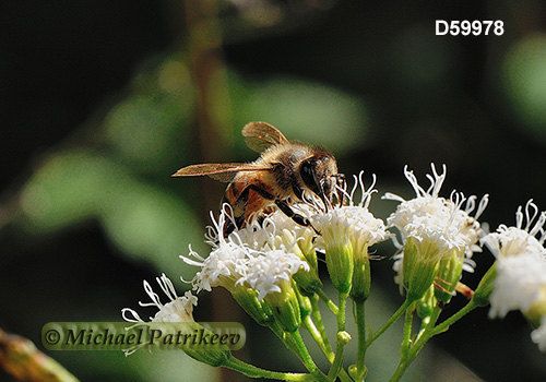 Western Honey Bee (Apis mellifera)